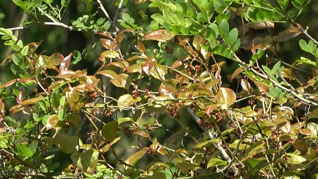 AW447553_06